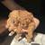Tiny toy poodle 7 thumbnail