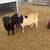 Boer Bucks 10 thumbnail