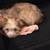 Havanese 3 thumbnail