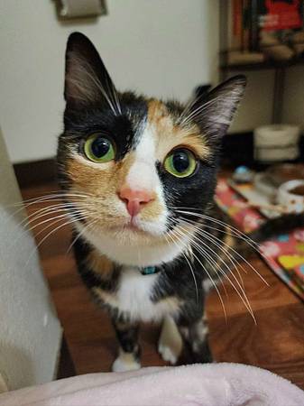 EMERGENCIA: GATO CON NECESIDADES ESPECIALES REHABILITADO NECESITA HOGAR (Beaverton/Portland)