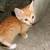 9 weeks old Ginger Tabby Kittens - Near 210 fwy Monrovia 4 thumbnail