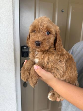 Labradoodle63870037106435122