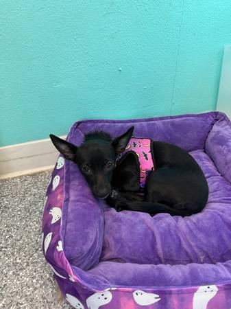 Chihuahua puppy (Auburn)63853650697859120