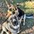 Ridgeway- LOST DOGS (Mastiff/ German Shepherd) 3 thumbnail