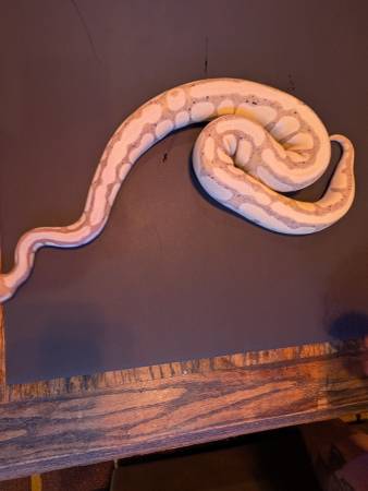 Ball Python Rehoming 1