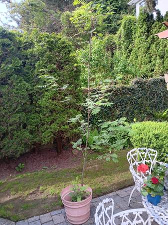 Mountain Ash Tree 1