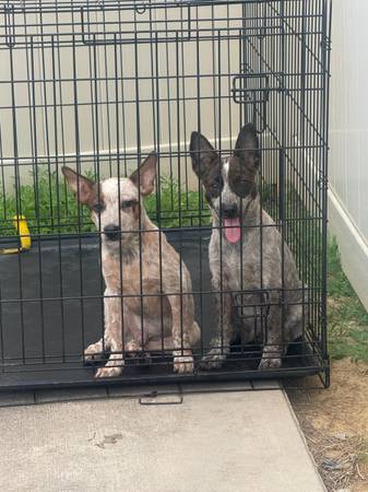 Red and Blue Heeler Puppies for ReHome63429184710273121