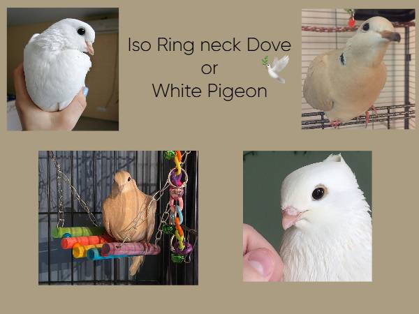 Looking for a Ring Neck Dove or White Pigeon ?️ (Omaha)63670823974275120