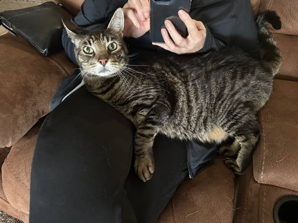 Marty Cat needs a loving home. (Spokane)63970213814531121