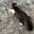 Free cat 2 thumbnail