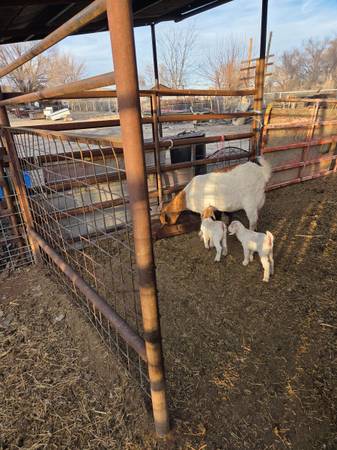 For or trade 2 breed nannies and onecw/ 2 kids 1