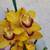 Cymbidium orchids 9 thumbnail