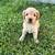 Mini Goldendoodle Puppy 1 thumbnail
