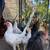 Leghorn,americauna/egger,production red 🐓 1 thumbnail
