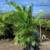 40 areca palms 4-5ft tall planted 10 thumbnail