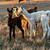 Sheba -- Female Llama Cria 1 thumbnail