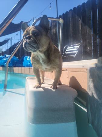 Lost dog (North Sacramento)