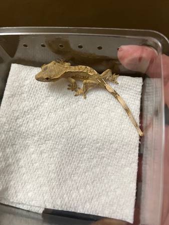 Crested gecko 1