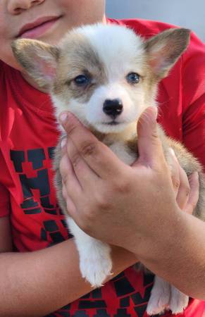 Corgis 1