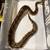 Female Pastel Ball Python 1 thumbnail