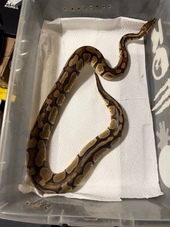 Female Pastel Ball Python 1