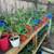 ALOE VERA PLANTS 4 thumbnail
