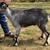 Stunning blue Nigerian dwarf nanny 1 thumbnail