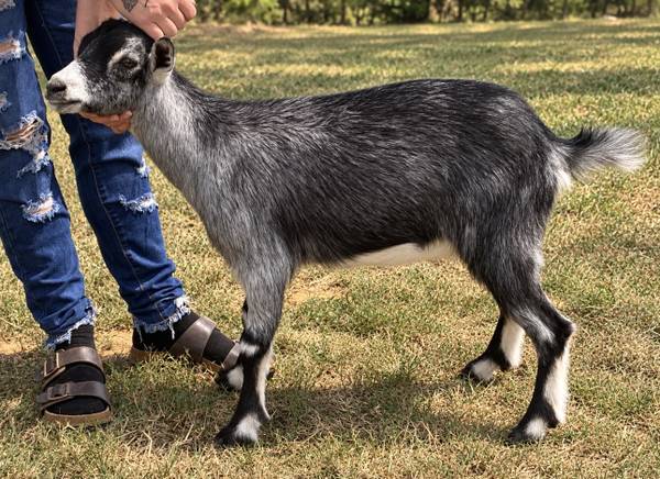 Stunning blue Nigerian dwarf nanny 1