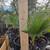 Palm trees established stock 1 thumbnail