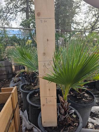 Palm trees established stock 1
