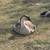 One American Buff Gander &Trio brown Chinese Geese -- 2 Females and 1 Gander for 2 thumbnail