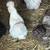 Bearded silkies Pairs 4 thumbnail