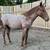 Red roan colt 8 thumbnail