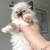 pure ragdoll 2month old kittens!! 3 thumbnail