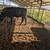 Bred heifers 6 thumbnail