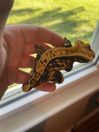 Pinstripe crested gecko pair (Butler)63280373534979122