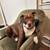 Red nosed Pit bull mix 15 thumbnail