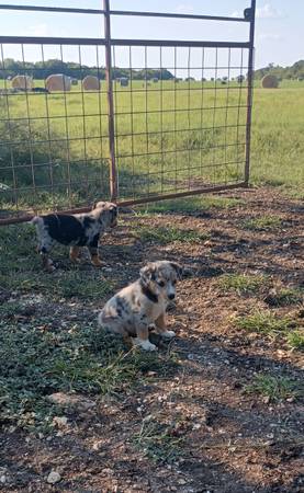 Australian shepherd and blue heeler puppies (McGregor)63661959654531124