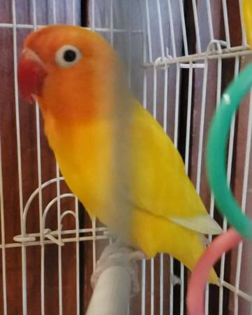 Male yellow mutation of a Fischer's lovebird known as a Lutino 1