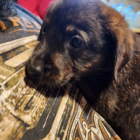 8 week old puppy63670857293313120
