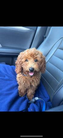 Toy poodle puppie (San Francisco)63477494160771121