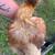 Silkie Chicks B1G1 12 thumbnail