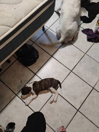 Perra madre abandonada y dos cachorros machos63654750472449124