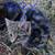 Cat/kitten 4 thumbnail