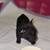 French bulldog puppies 3 thumbnail