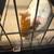 Two Guinea pigs with Cage 1 thumbnail