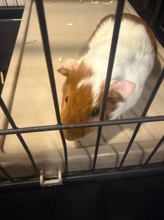 Two Guinea pigs with Cage 1