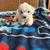 Rehoming maltese 1 thumbnail
