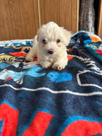 Rehoming maltese 1
