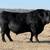 Black Angus Bull 1 thumbnail